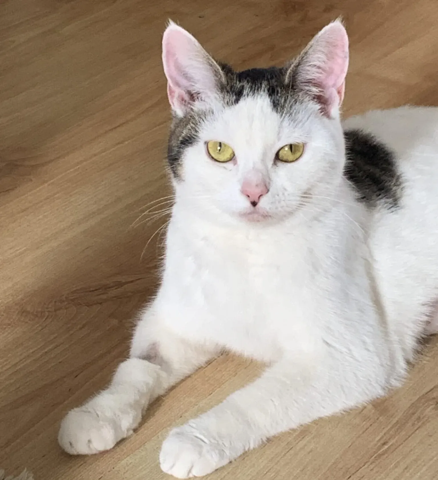 A white and black cat from Woodgreen lying down facing the camera