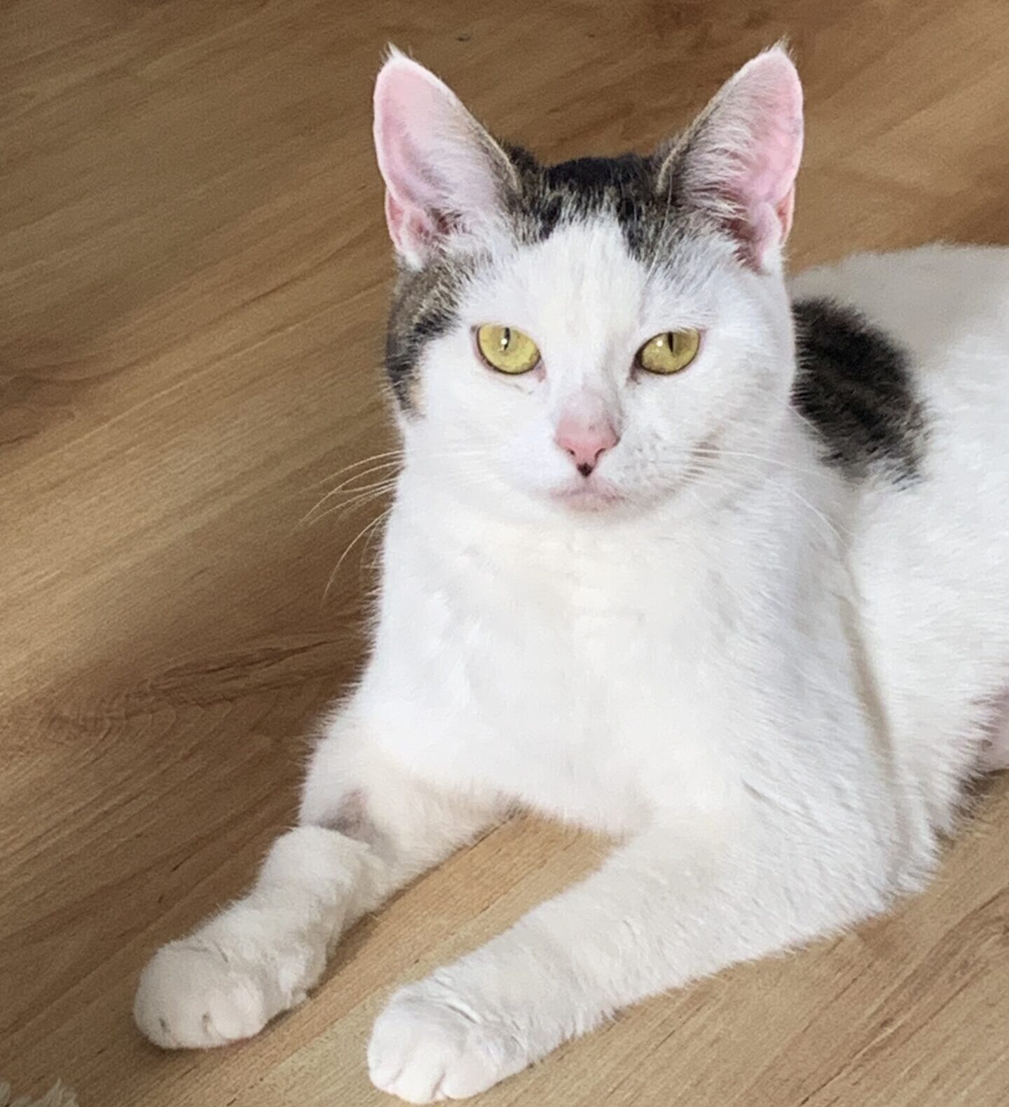 A white and black cat from Woodgreen lying down facing the camera