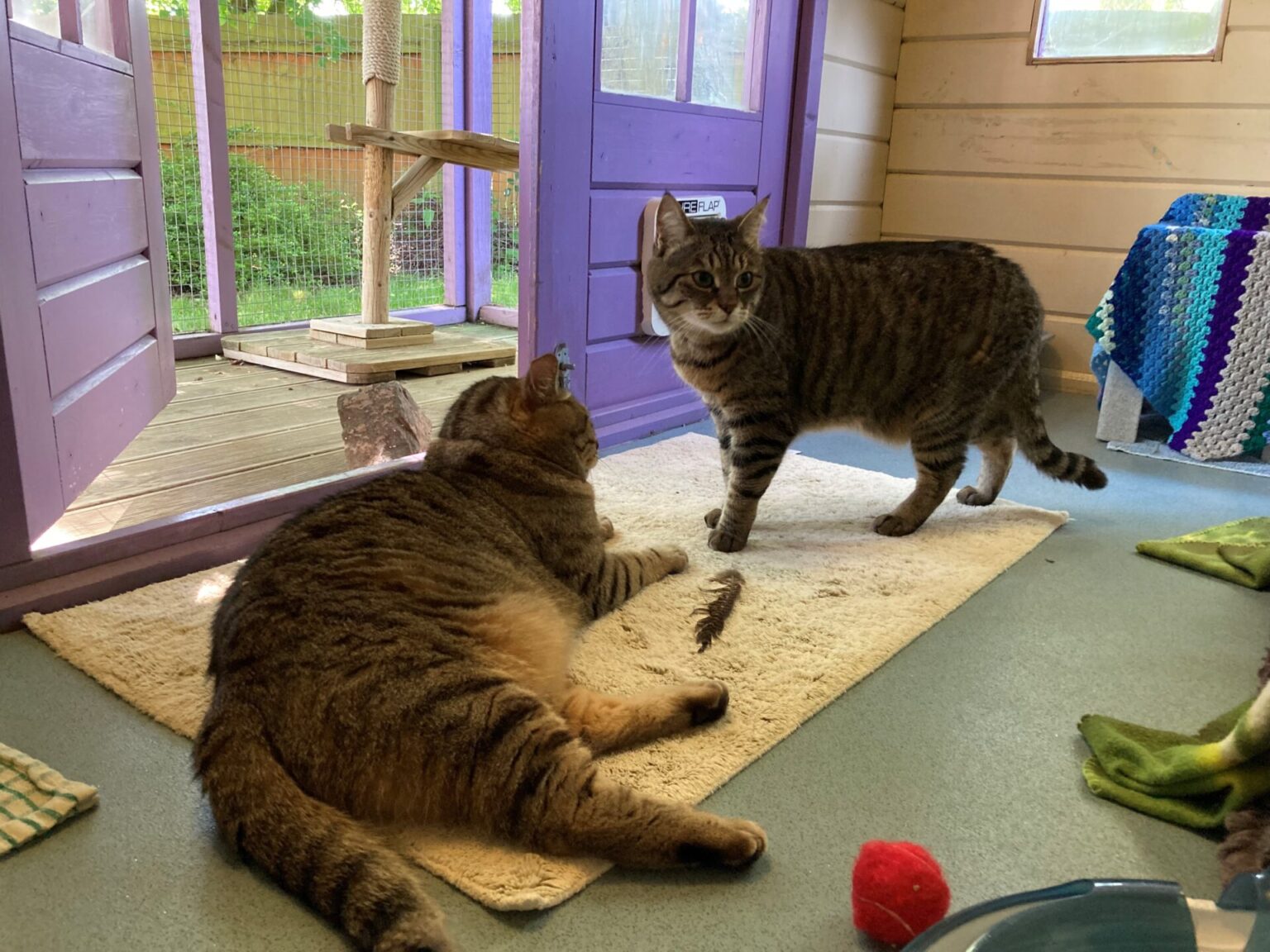 meet-our-rescue-pets-woodgreen-pets-charity