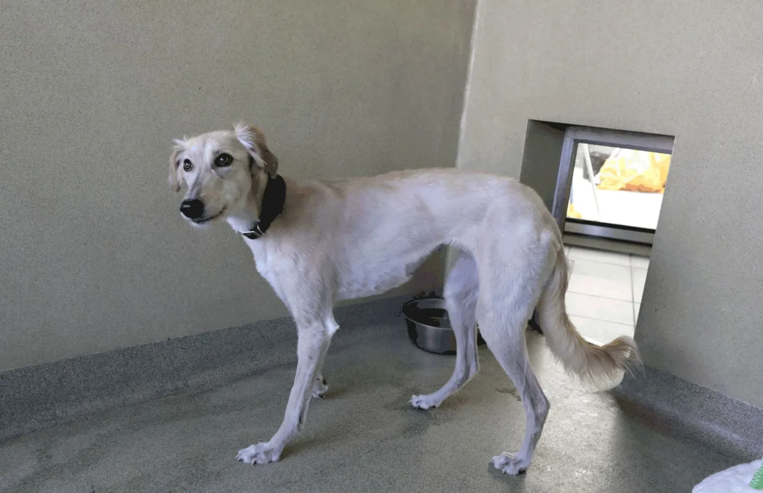 A white dog inside a kennel.