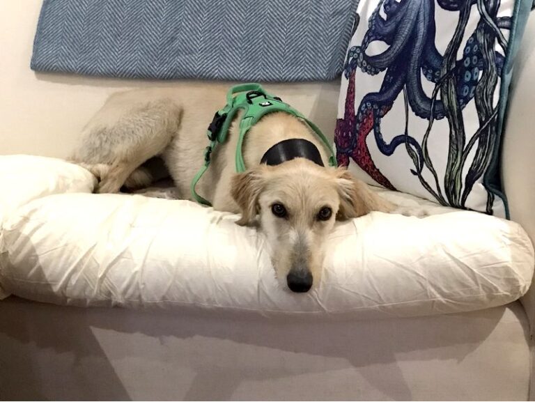 A white dog resting on a sofa.