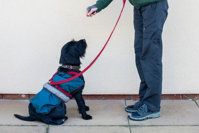 Dog behaviour training