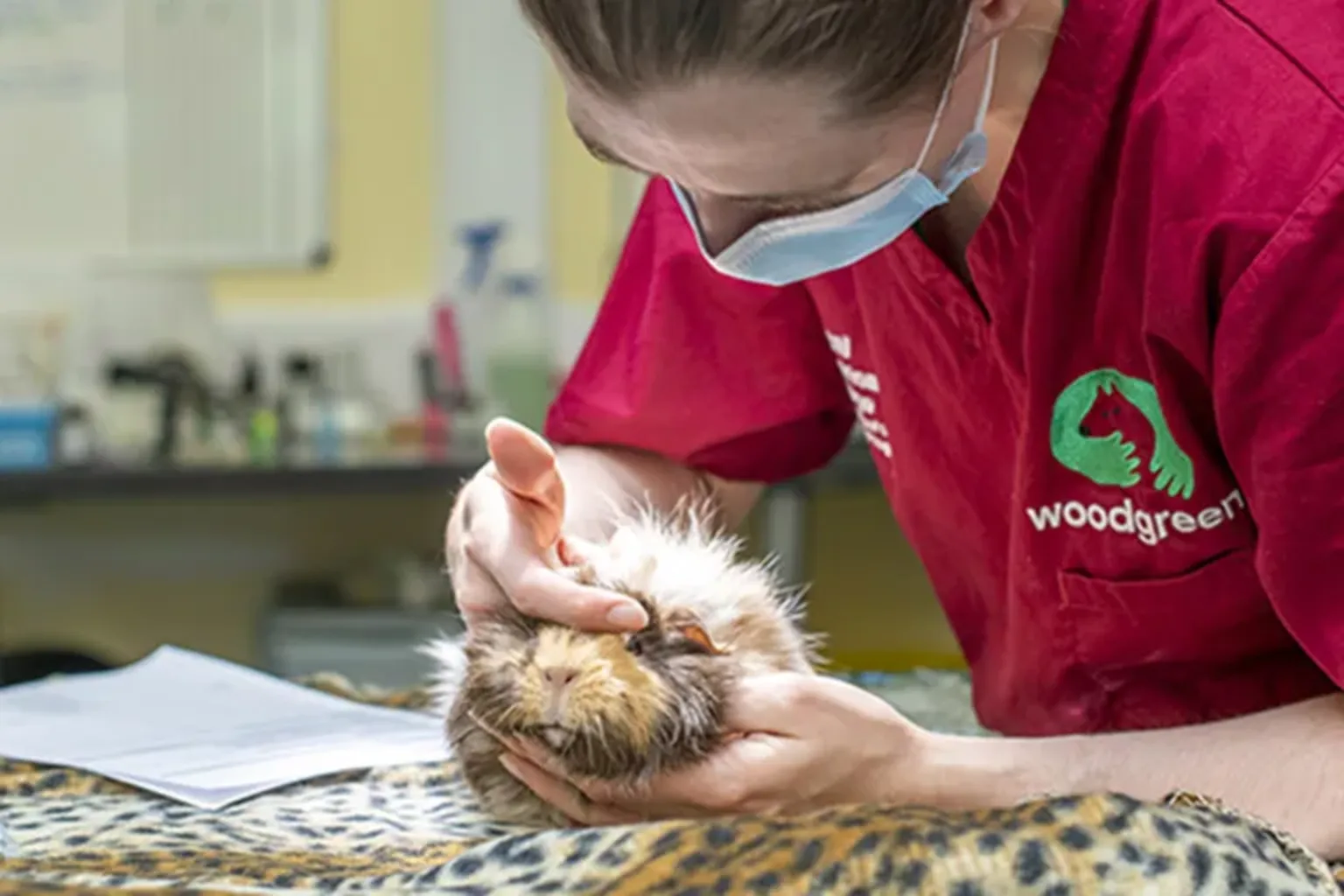 Woodgreen vet at work