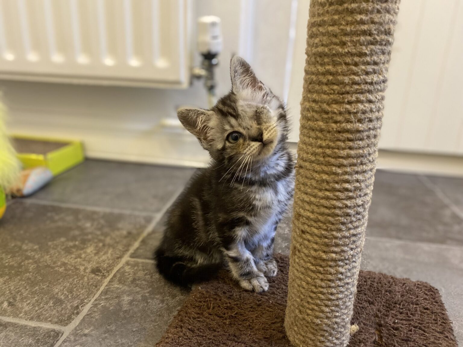 meet-our-rescue-pets-woodgreen-pets-charity