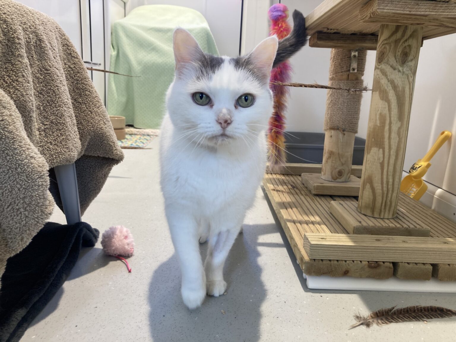 meet-our-rescue-pets-woodgreen-pets-charity
