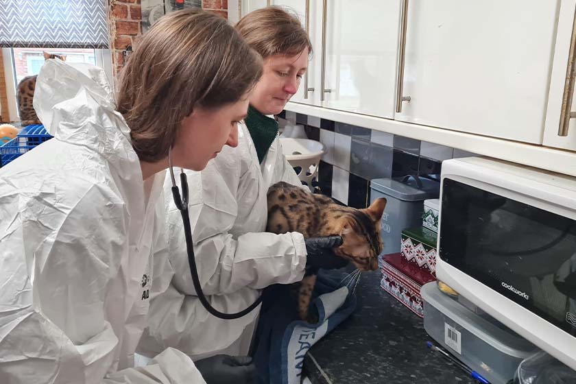 Woodgreen surgery staff supporting bengal cats