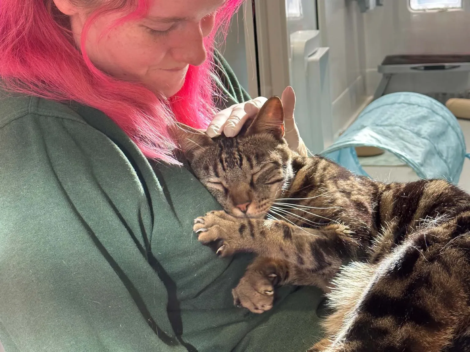 Bengal cat being cared for by Woodgreen cat section staff