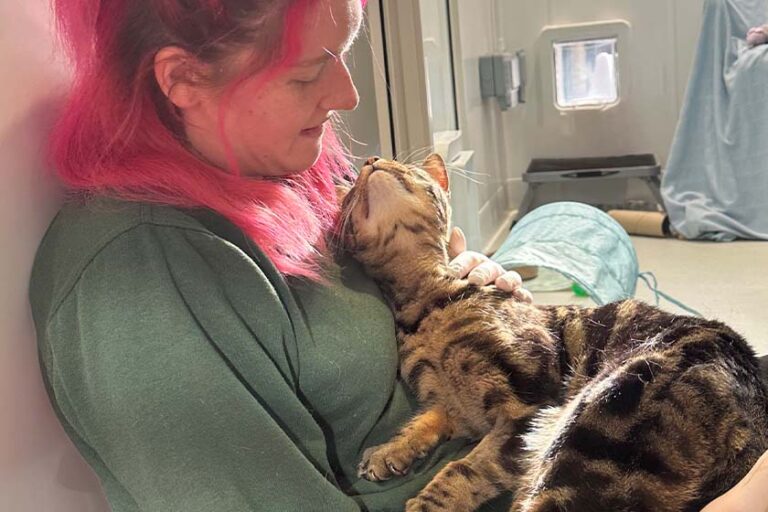 Bengal cat rescued by Woodgreen