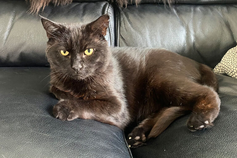 Hendrix the black cat on sofa