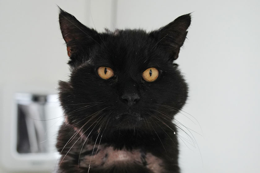 Hendrix the black cat being cared for at Woodgreen