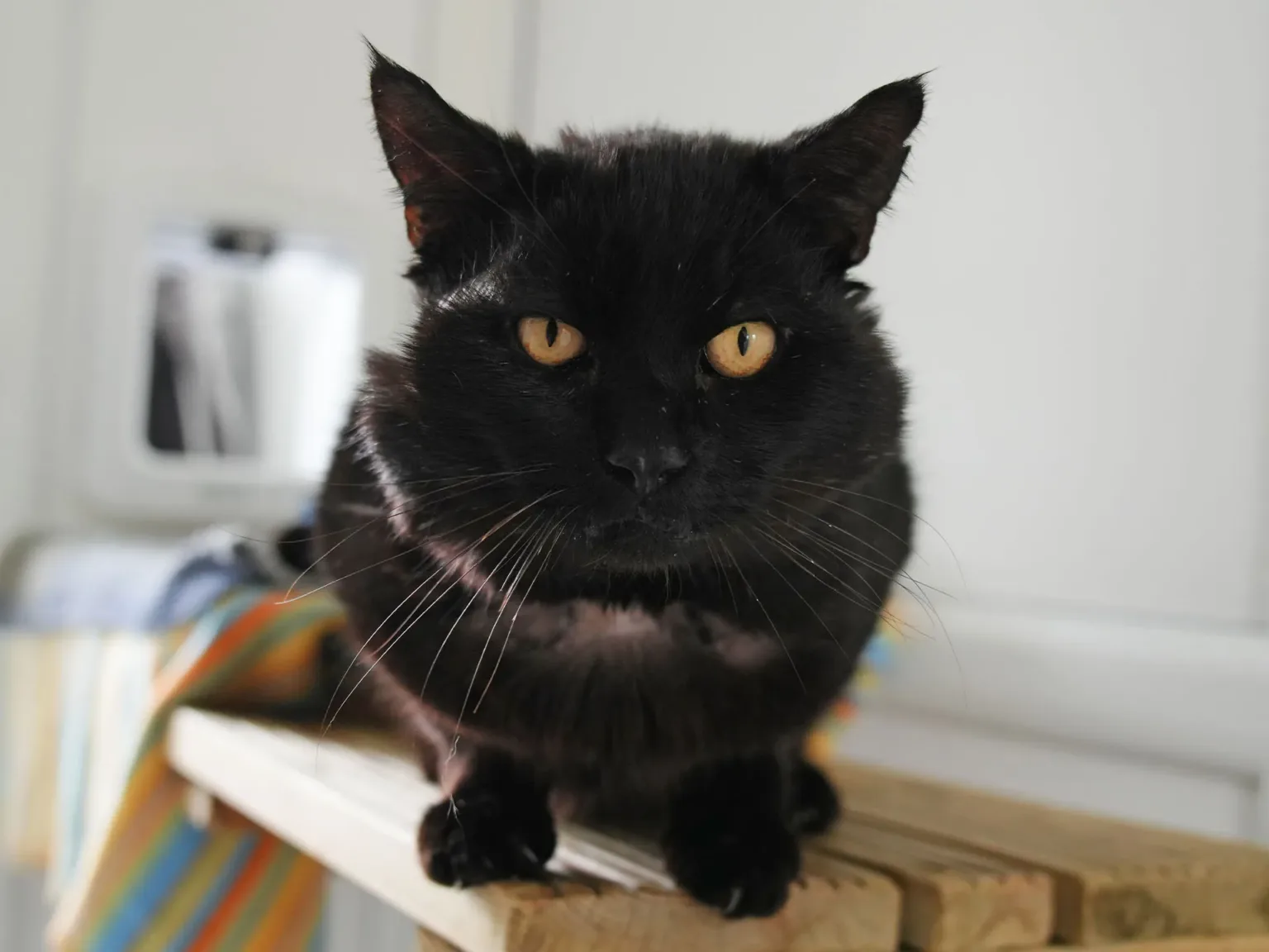 Hendrix the black cat