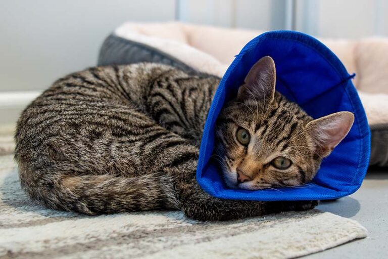 Atlantic the kitten recovering from surgery