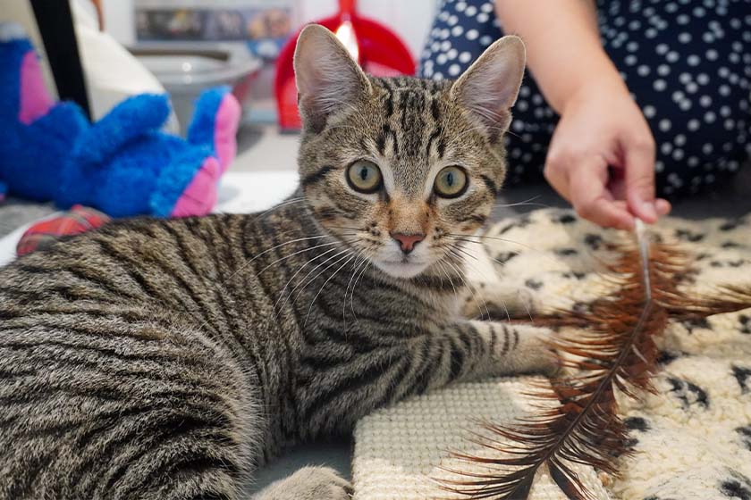 Atlantic the kitten with toys