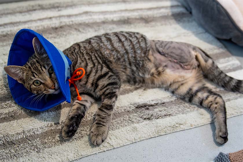 Three-legged kitten after surgery