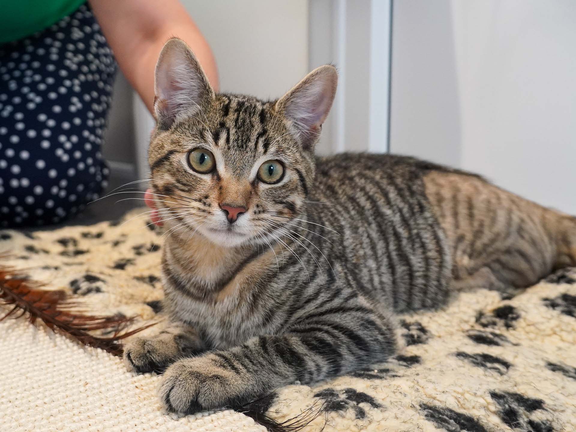 Atlantic the tabby cat