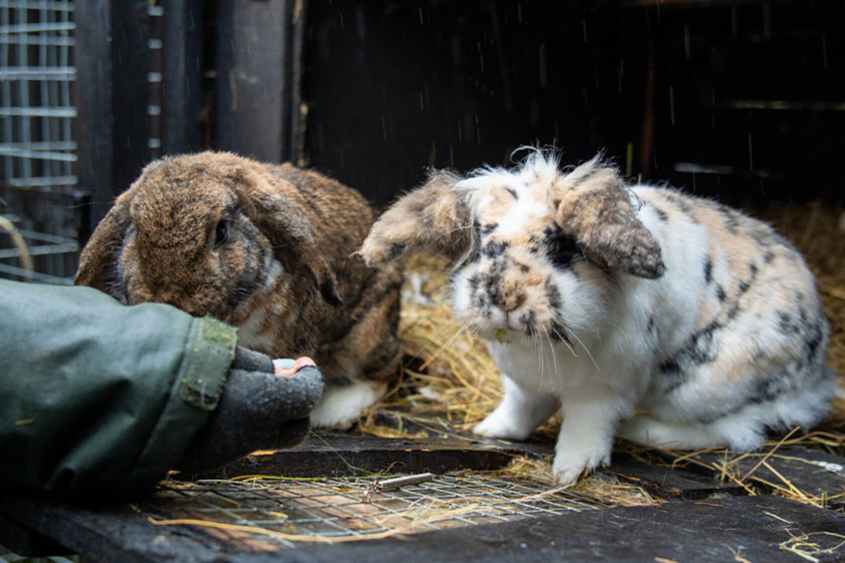 Rabbits Luna and Watson finally rehomed after waiting three years for a ...