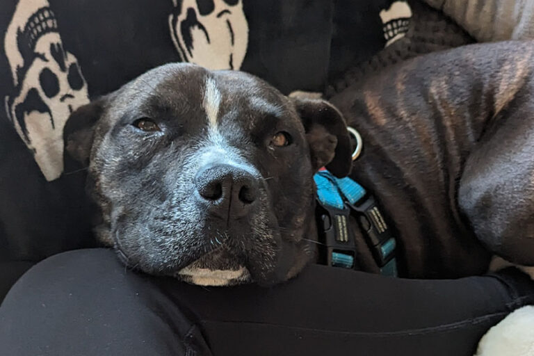 Nellie the Staffie on a sofa with her fosterer