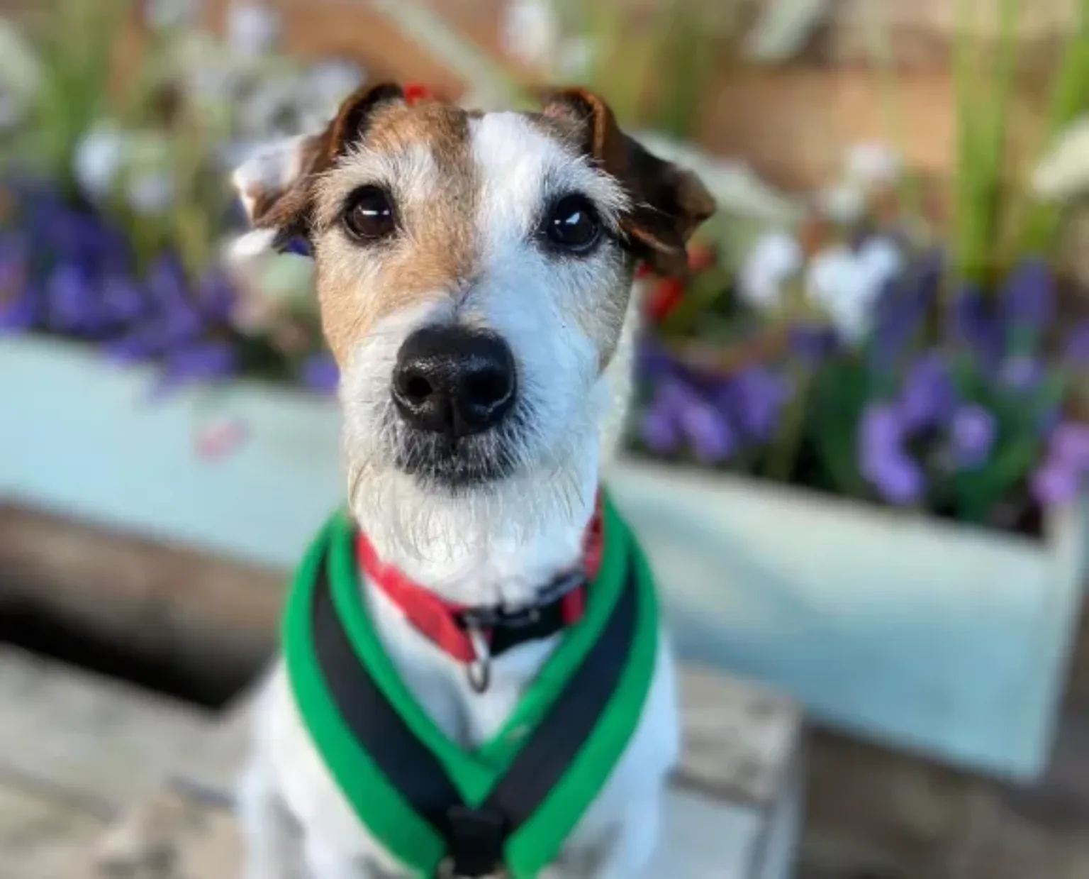 A small, white and caramel dog wearing a green collar.