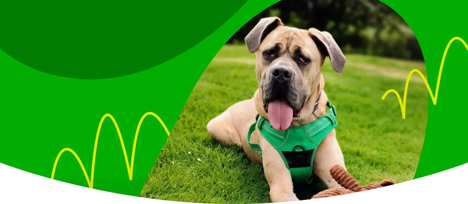 A dog lying on a grass field with a soft toy under its paws.