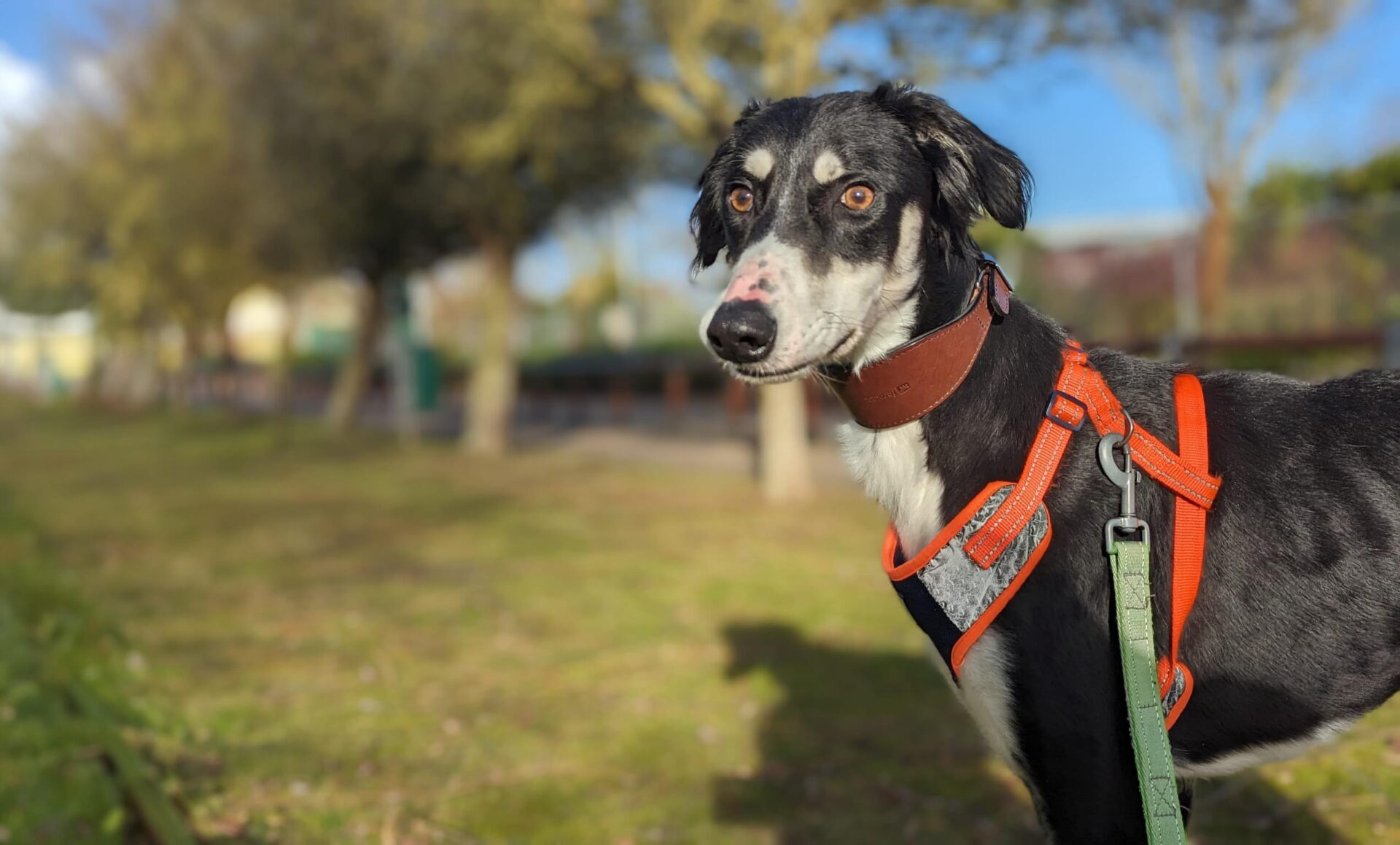 Dog with harness and collar