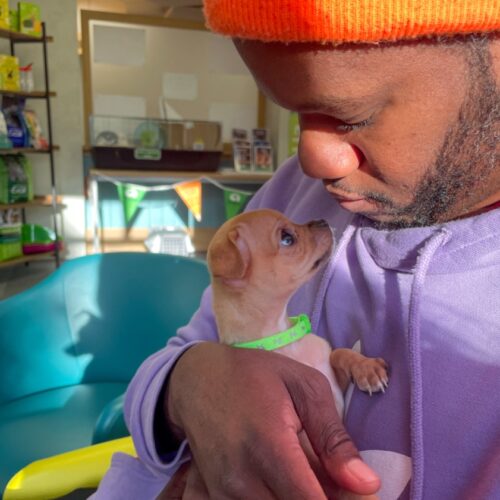 Hand rearing tiny Chihuahua puppies | Woodgreen Pets Charity