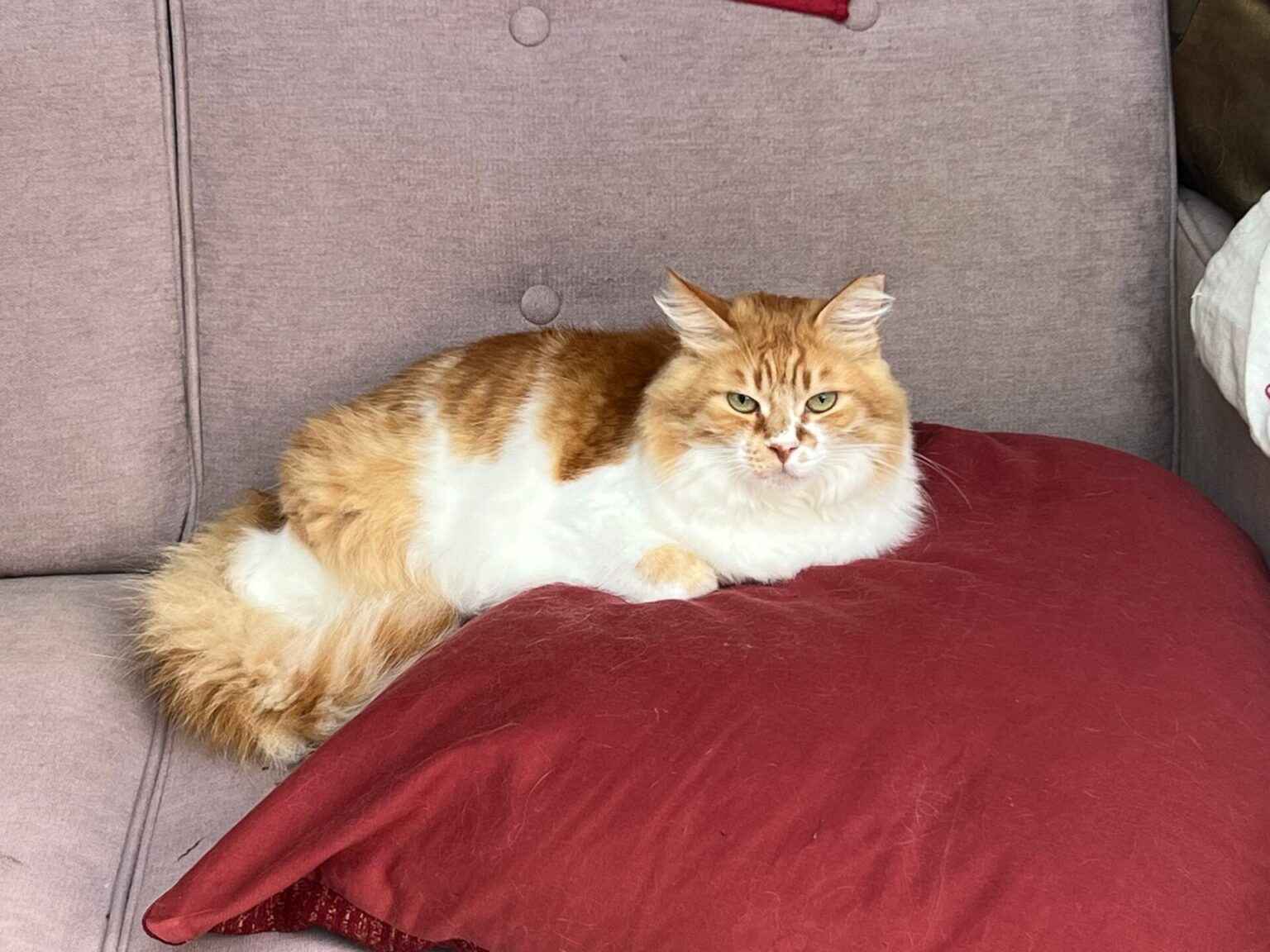 Meet our rescue pets Woodgreen Pets Charity