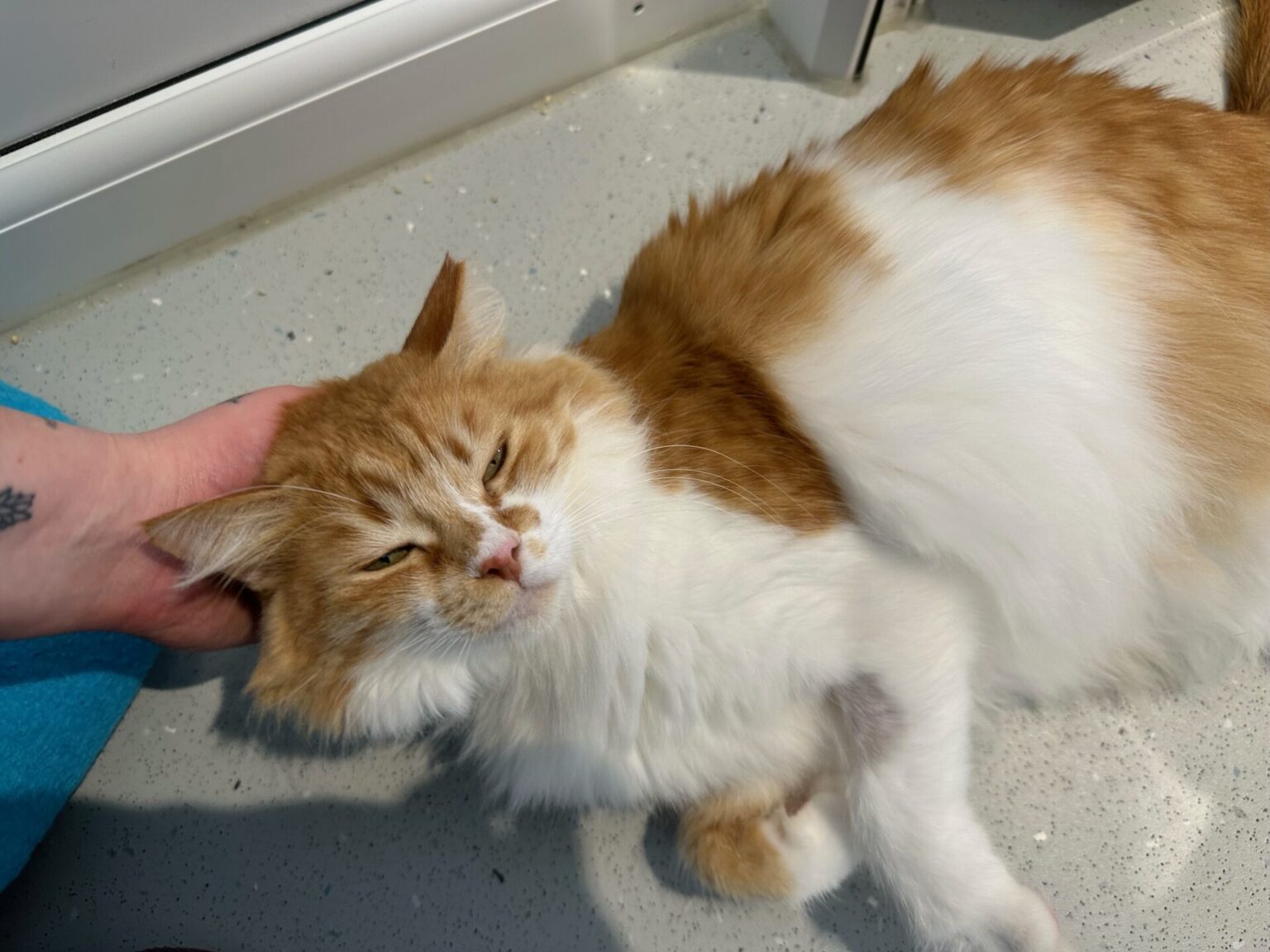 Meet our rescue pets Woodgreen Pets Charity