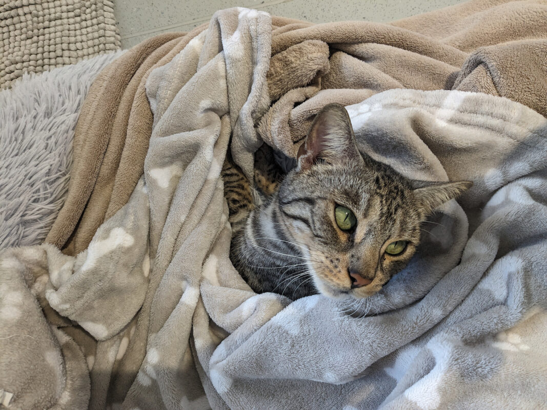 A Bengal cat lying under a blanket