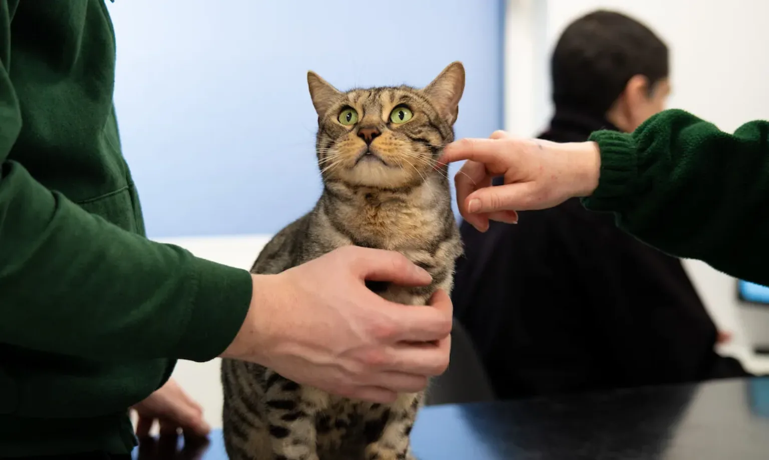 A Bengal cat looking up at the person stroking it