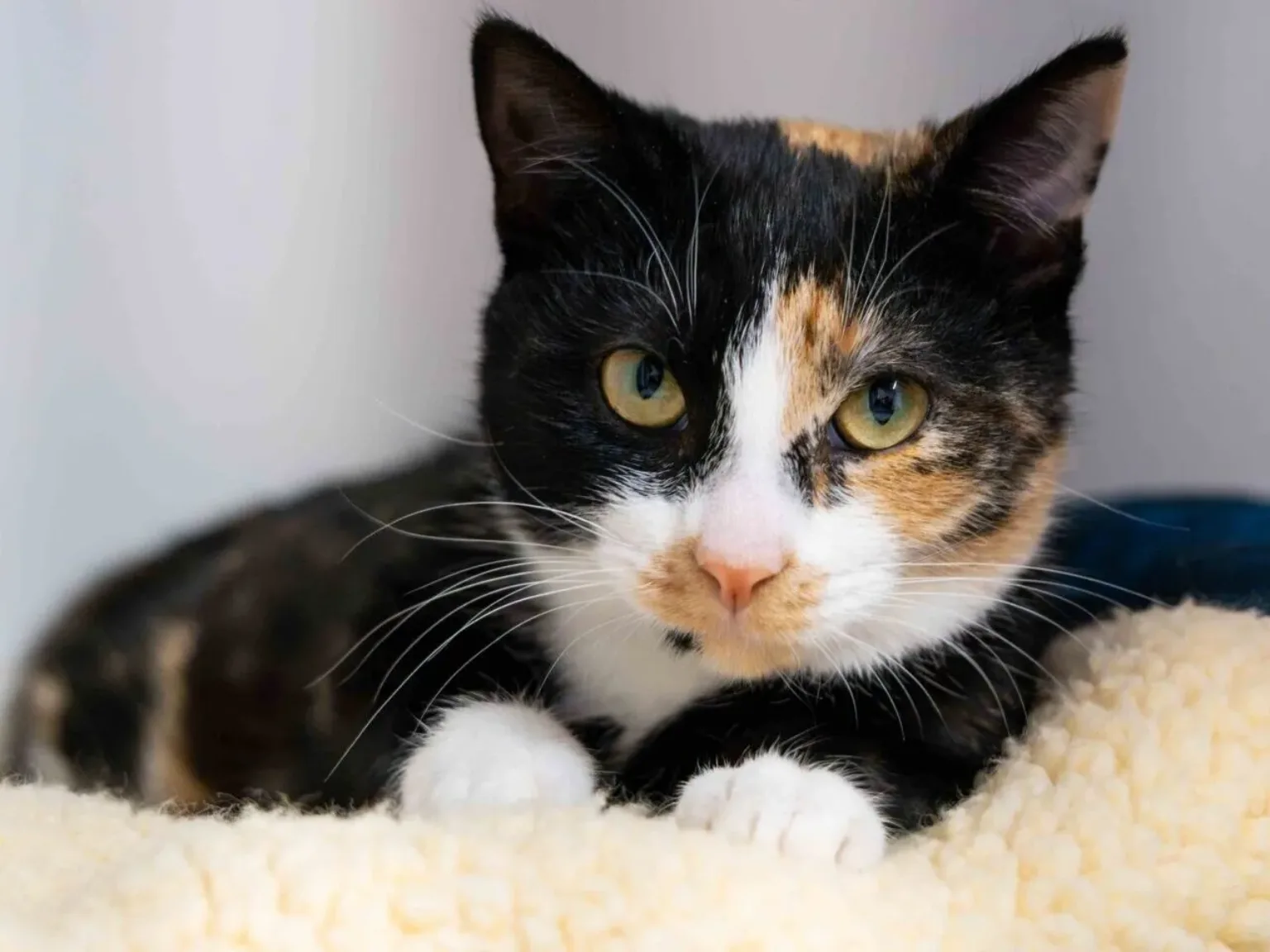 A tortoiseshell Woodgreen cat lies on a cream blanket, and is focused on a white ball in front of her.