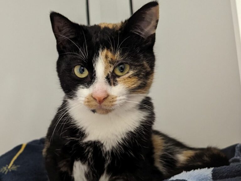 A tortoiseshell cat lies on blankets in a cattery, she is looking intently just below the camera.