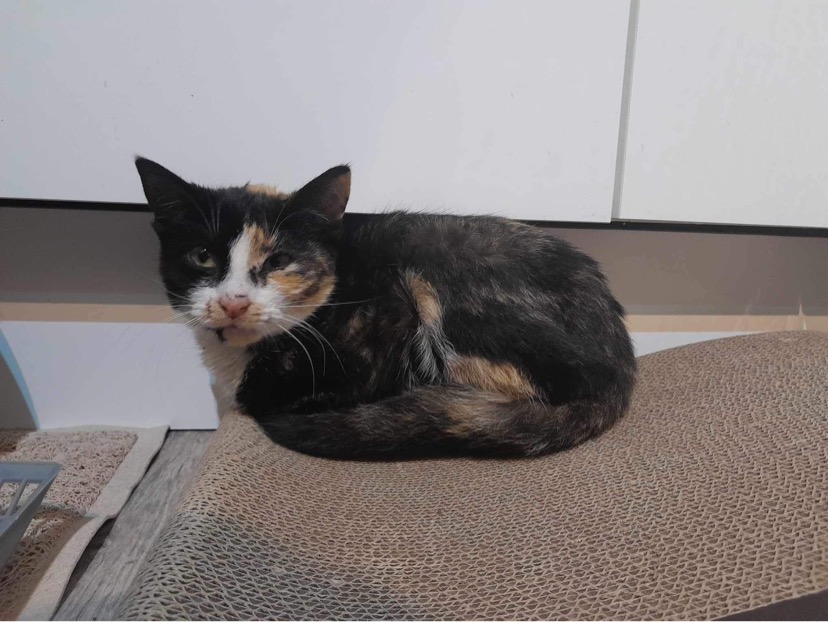 A poorly looking Woodgreen tortoiseshell cat is curled up on a mat.