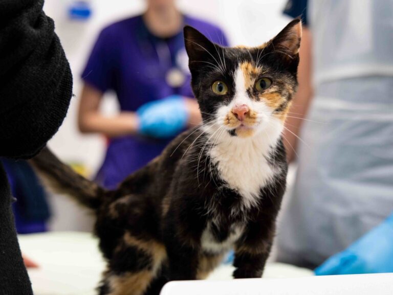 A tortoiseshell cat is standing on a table, looking straight into the camera. The Woodgreen vet team stand in the background, wearing protective gloves.
