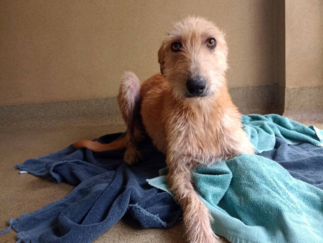 A beige Woodgreen lurcher lies on blue towels on the floor