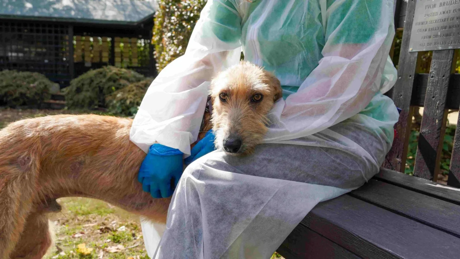 A beautiful beige Woodgreen lurcher looks sad whilst being petted by a staff member in PPE