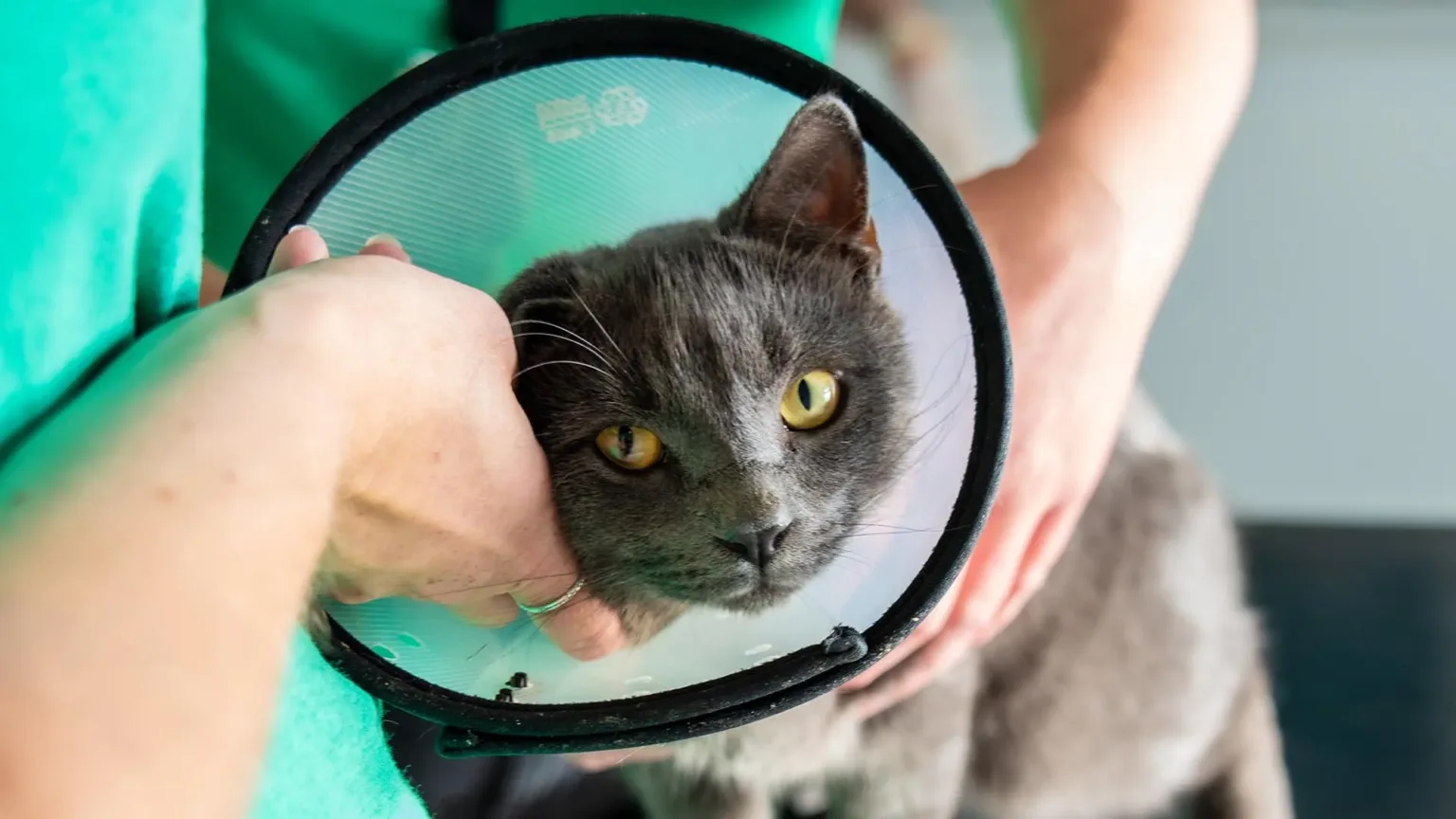 Rescue cat with recovery cone at Woodgreen being cared for