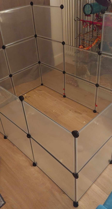A neutral space for rats to socialise