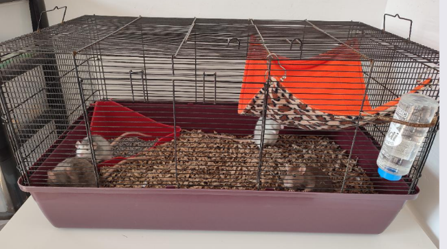 A cage for rats, with a leopard print hammock and water bottle
