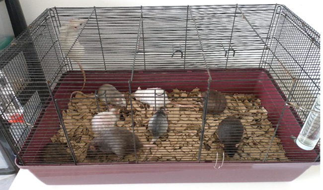 A cage with a red base containing several rats of various colors and an attached water bottle.