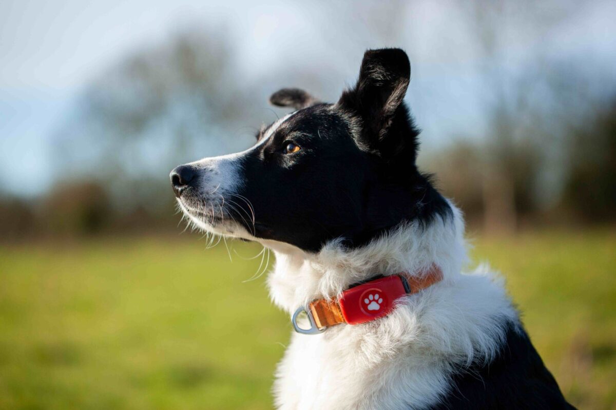 A collie dog looks to the left, showing off the orange PitPat tracker it wears on its collar