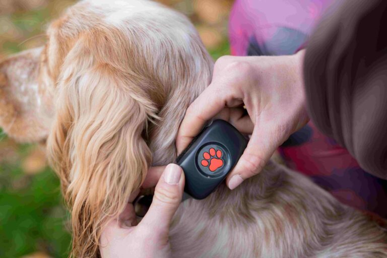 A spaniel dog stands looking away from the camera while its owner holds its collar, showing it is wearing an orange and black PitPat tracking device