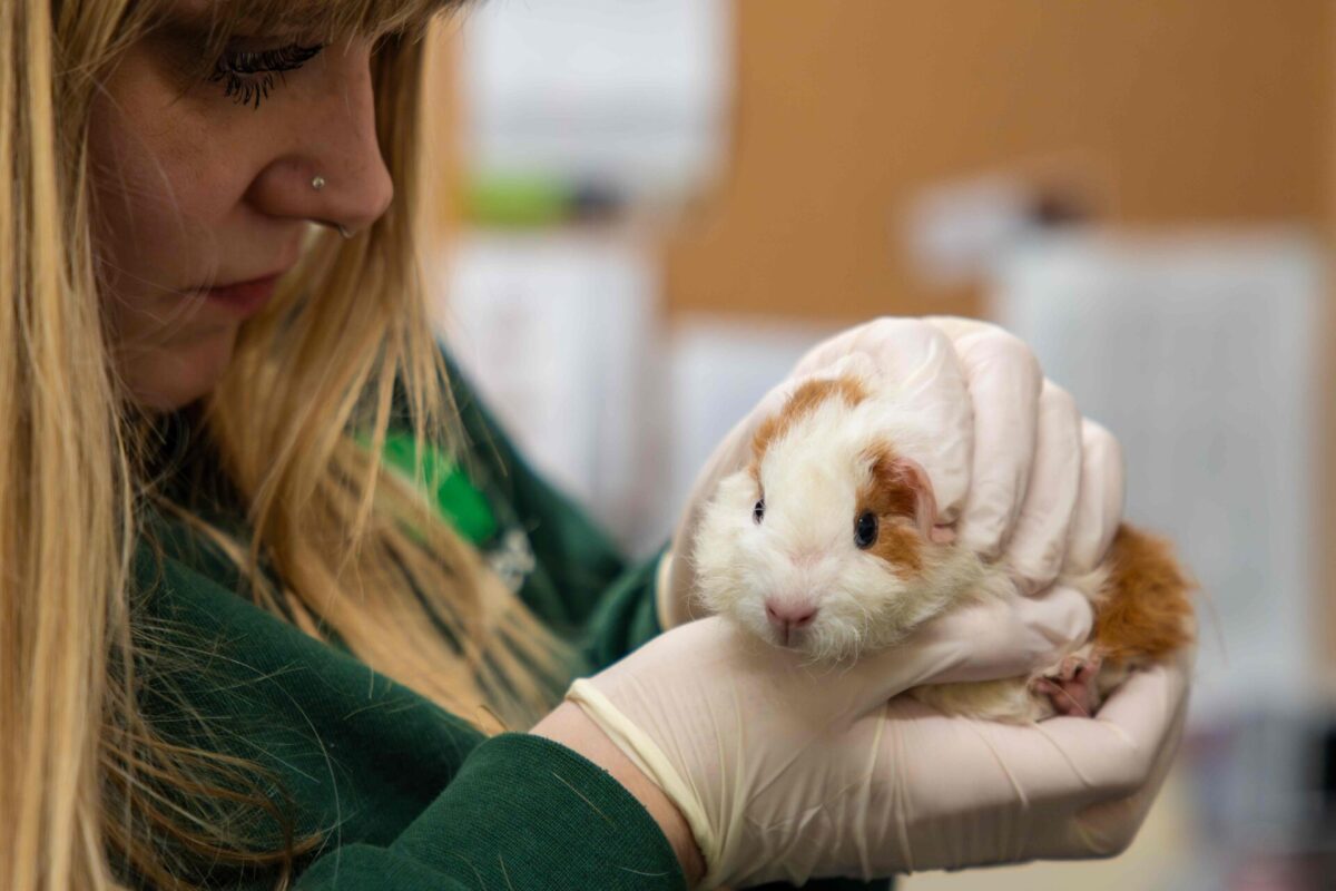 A brown and white guinea pig is cradled by a Woodgreen staff member wearing white protective gloves
