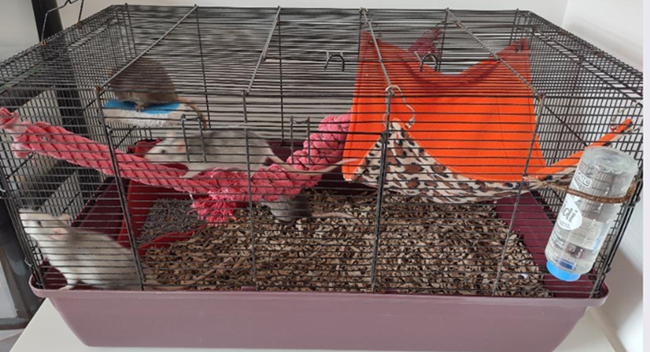 A cage with rats playing with enrichment toys