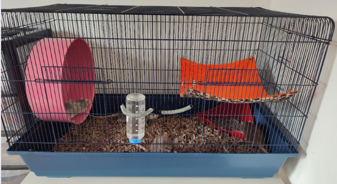 A clean rat cage with a clean hammock now in place