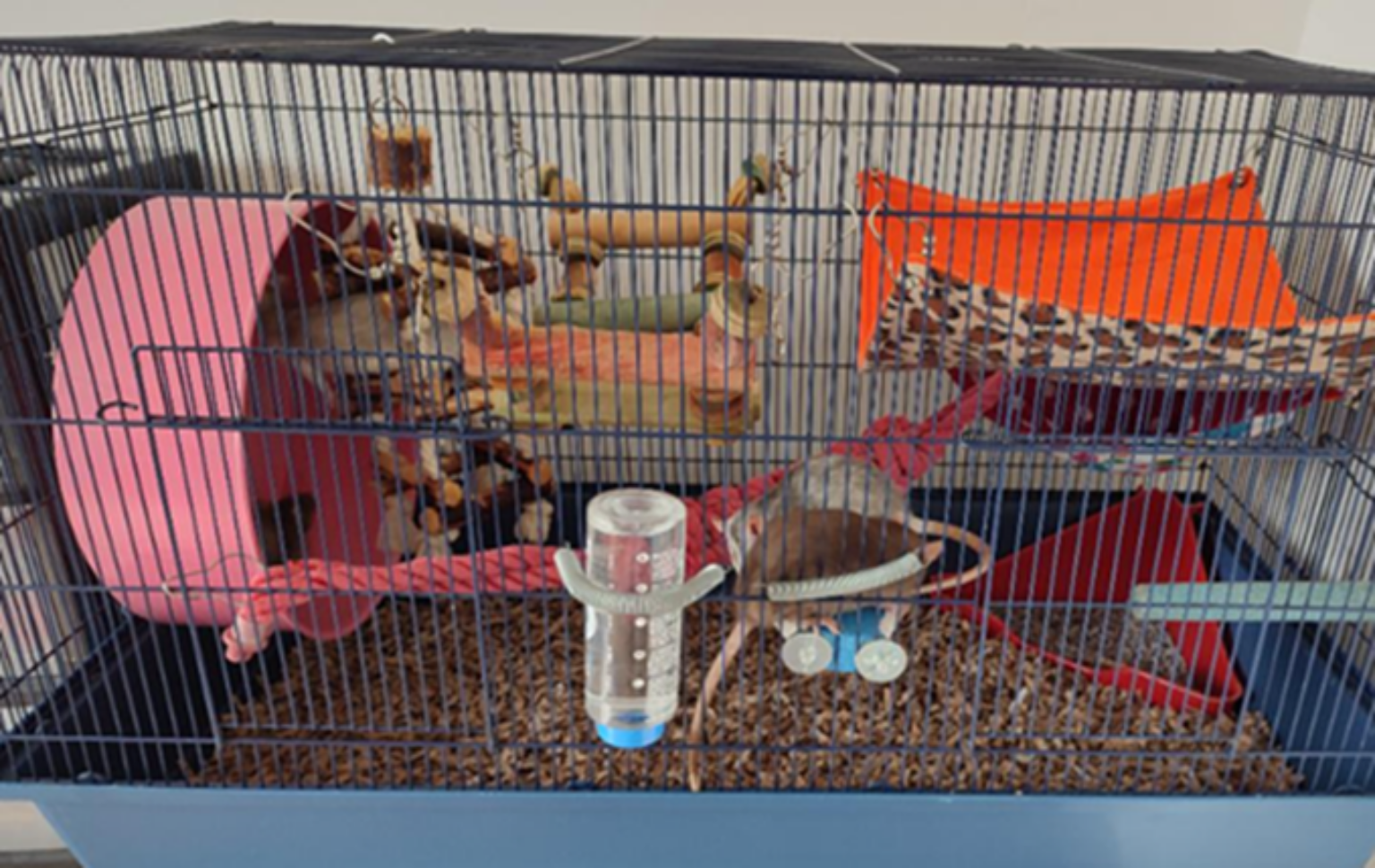 How many rats can live together? | Woodgreen Pets Charity