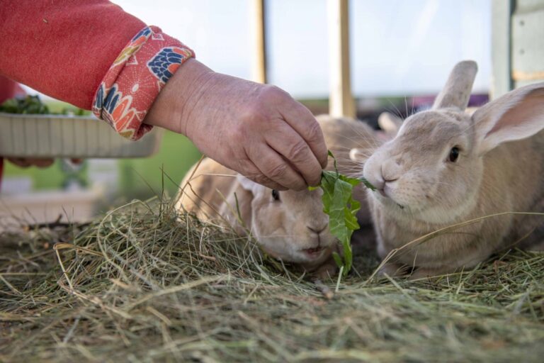A person in a red, patterned sweater feeds two rabbits some greens. The rabbits, on a bed of hay, eagerly nibble the leaves.