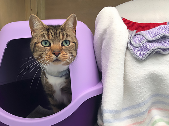 A tabby cat pokes it head out of a covered litter tray in a Woodgreen cat pen.