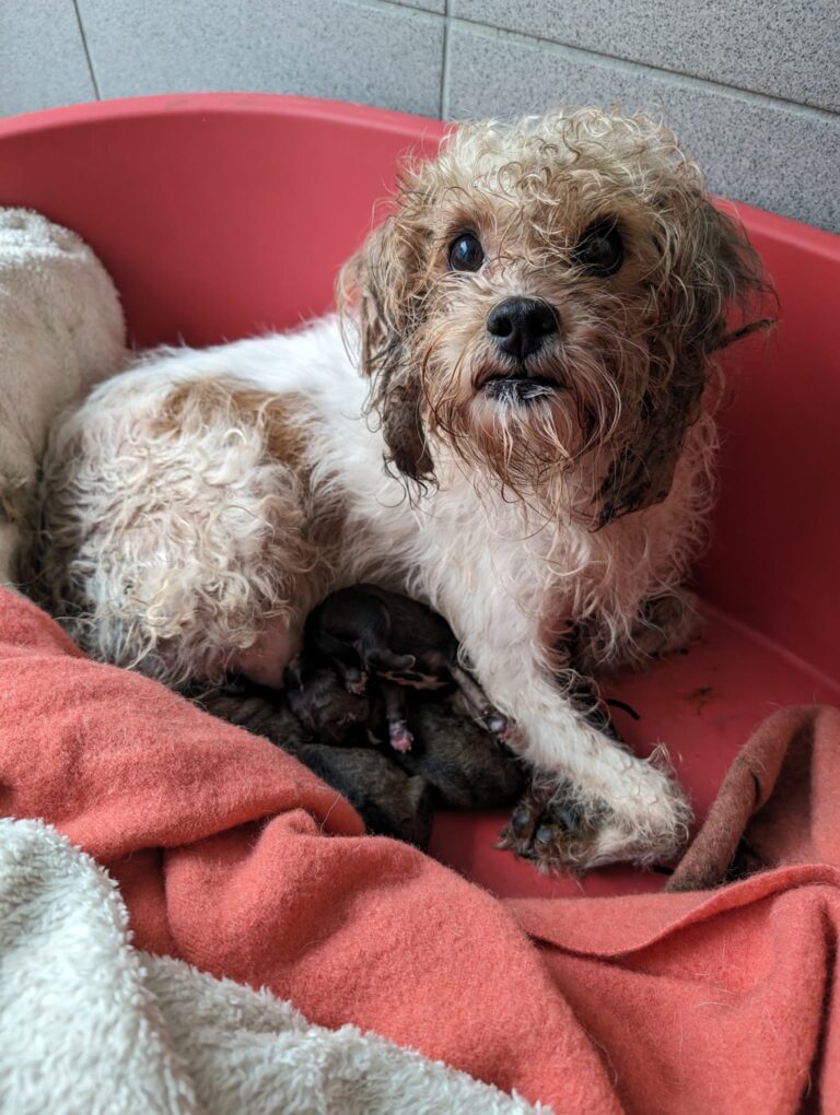A white and ginger Terrier in a Woodgreen kennel looks up into the camera, with her small puppies against her chest.
