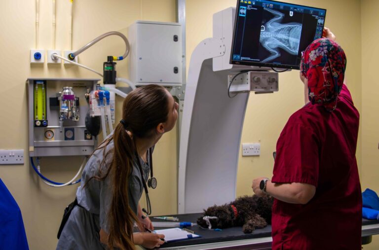 A Terrier lies face down on an X-Ray table, whilst two Woodgreen clinical staff members inspect the X-Ray above.