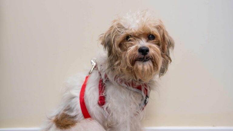 A white and ginger terrier stands proudly looking at the camera. She has a red harness on